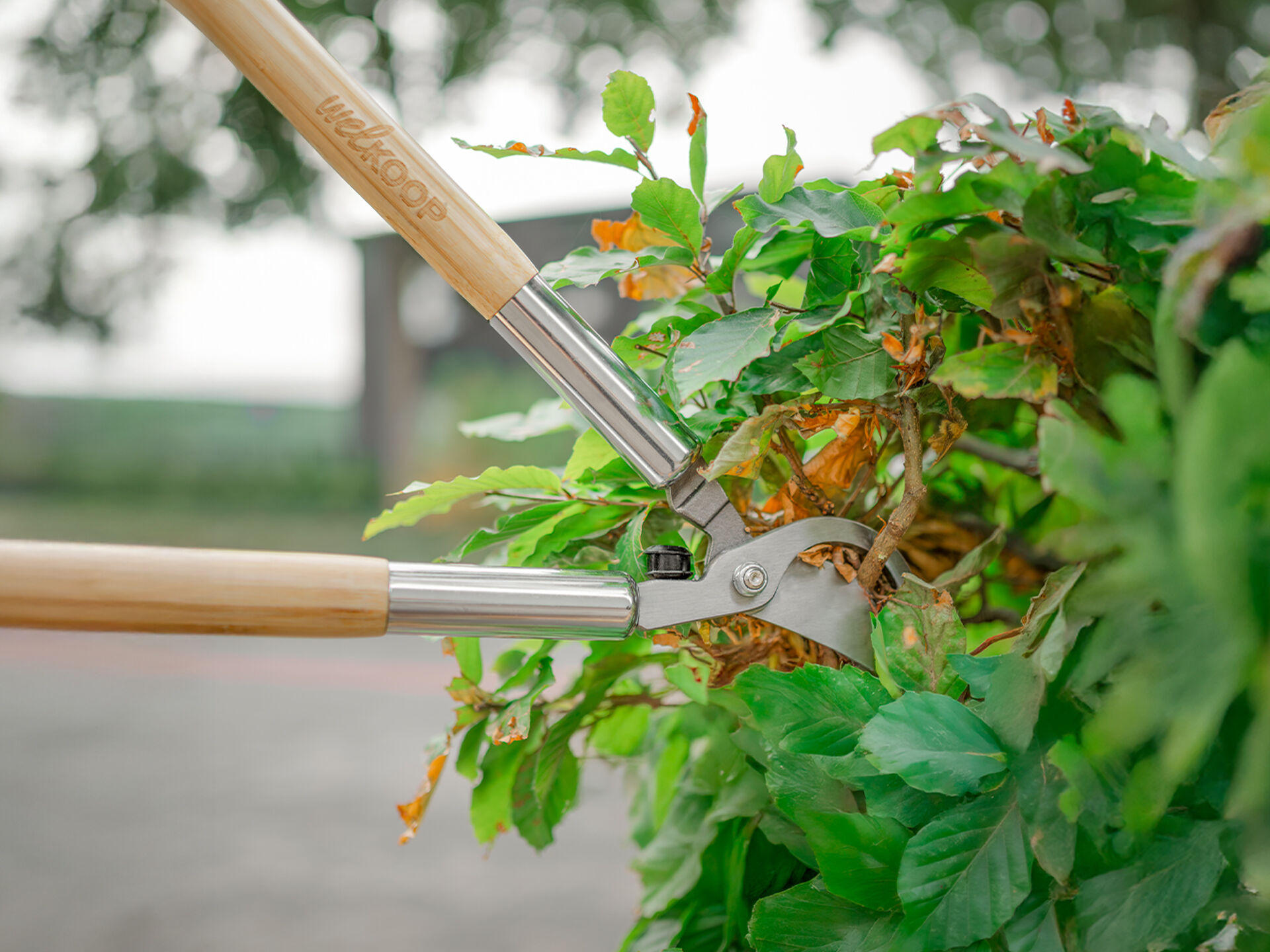 Welkoop - Takkenschaar - Lichtbruin