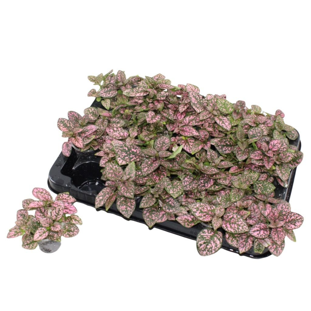 Bambino Mix - Kamerplant - 20 cm