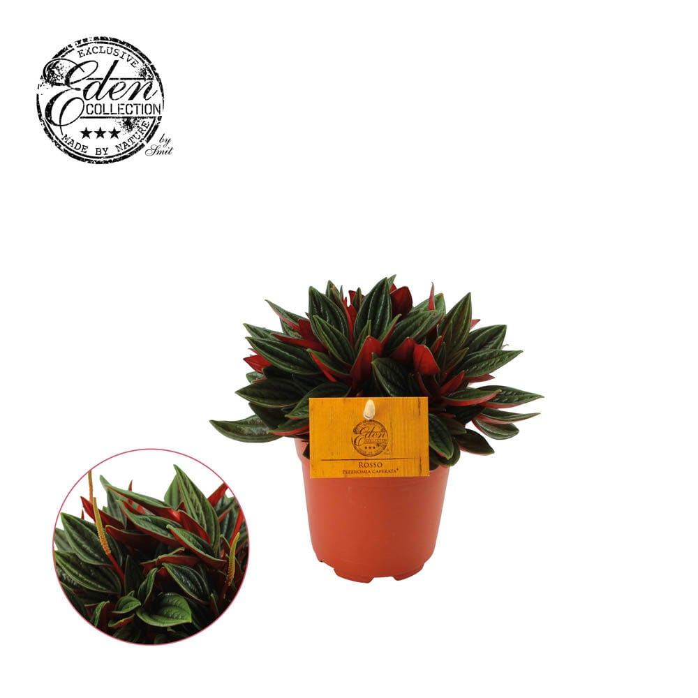 Peperomia Rosso - Kamerplant Peperomia Rosso - Kamerplant