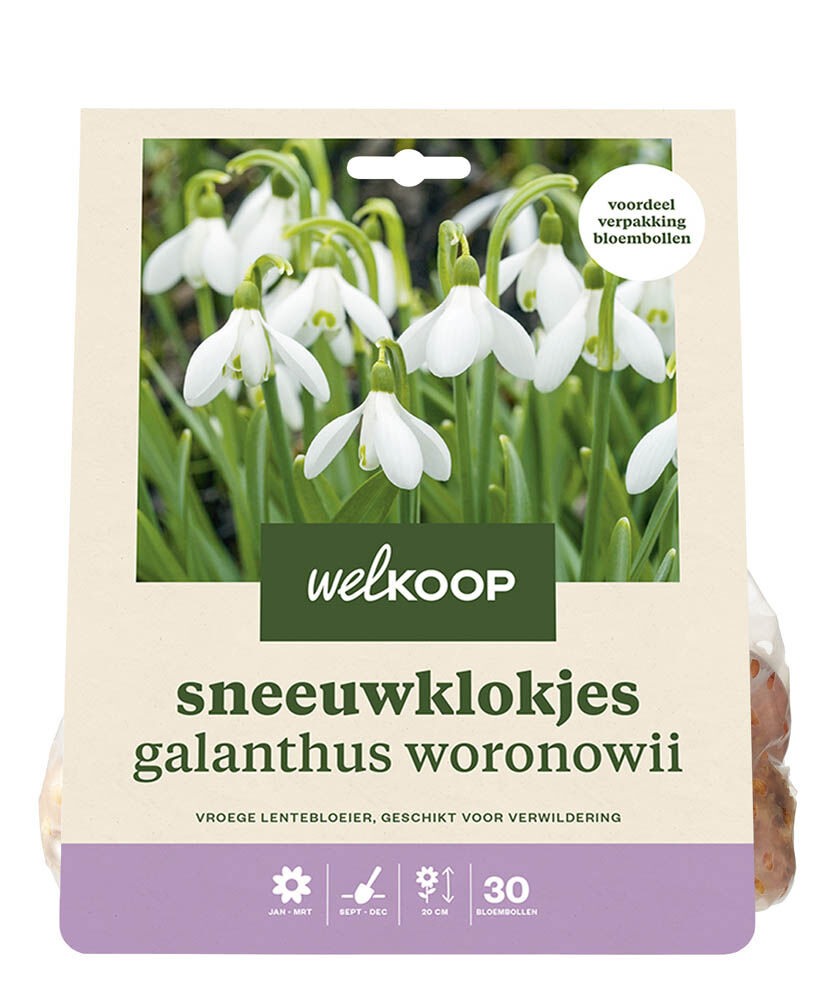 Welkoop Sneeuwklokje Galanthus Woronowii  - Bloembollen