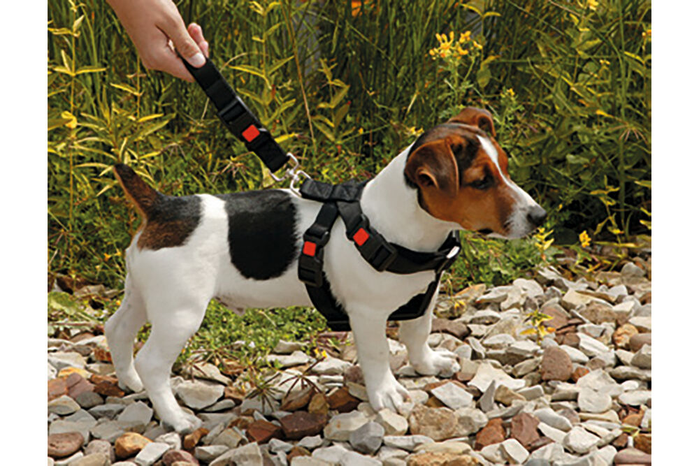 Karlie - Autoharnas Hond - zwart - 35 tot 50 cm - 50 cm