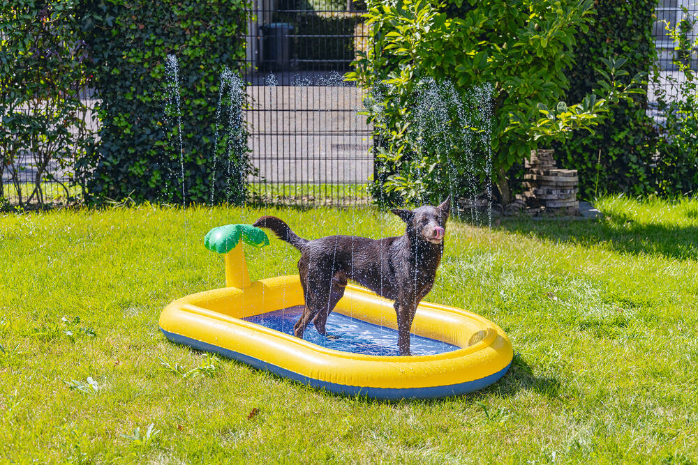 Beeztees Palmy - Hondenzwembad - Geel - 35x26.7x6 cm