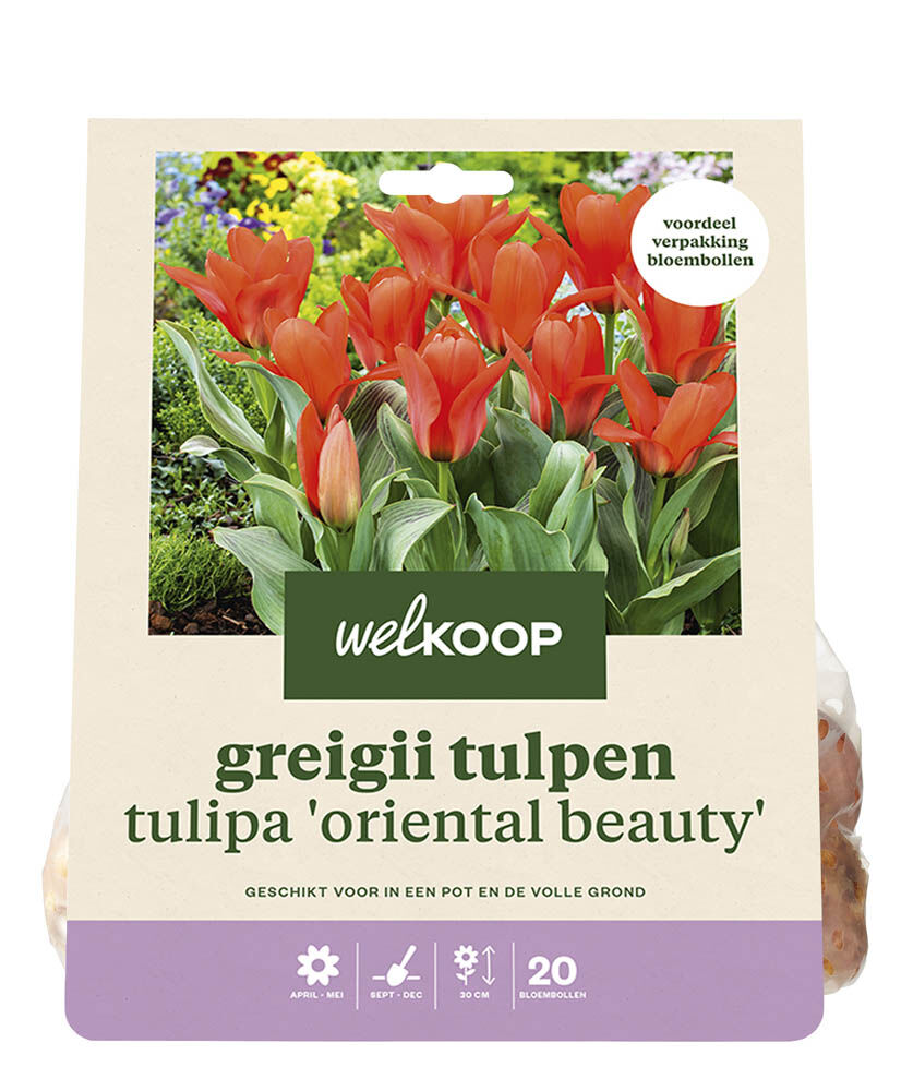 Welkoop Tulp Wendy - Bloembollen