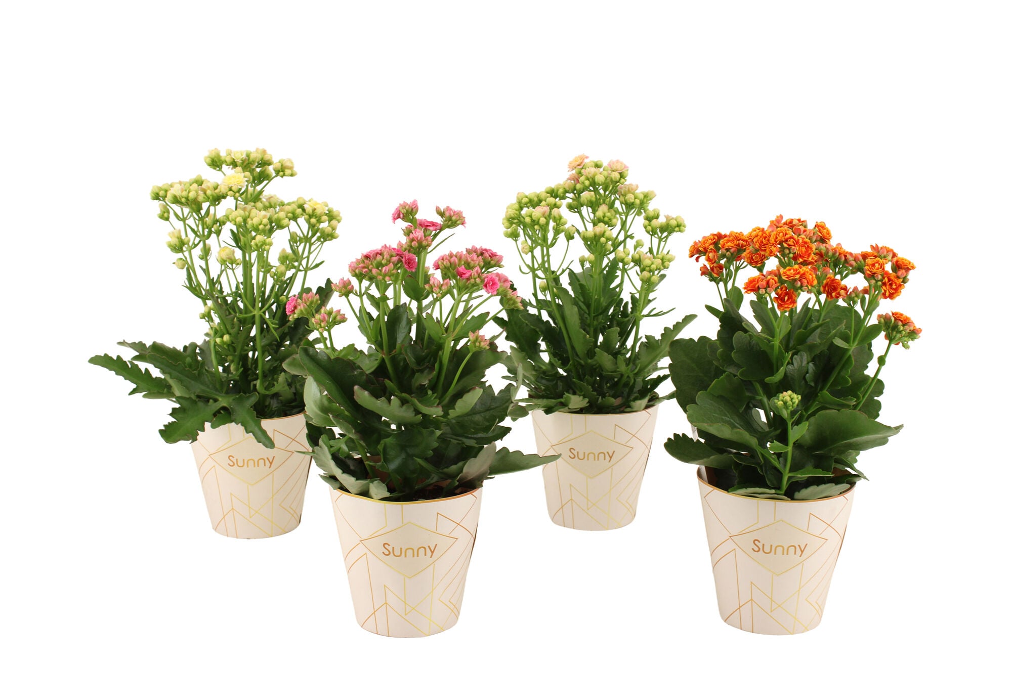 Kalanchoe special - Kamerplant Kalanchoe special - Kamerplant