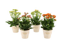 Kalanchoe  special - Kamerplant - 14 cm