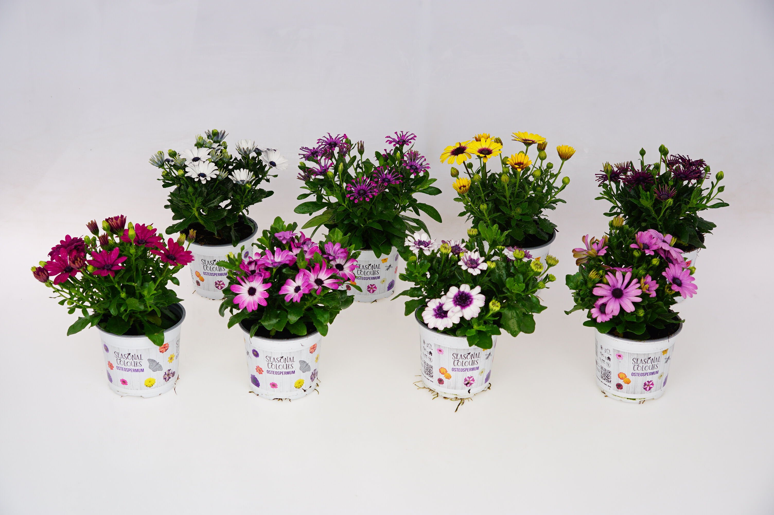 Spaanse Margriet - Eenjarige planten Spaanse Margriet - Eenjarige planten