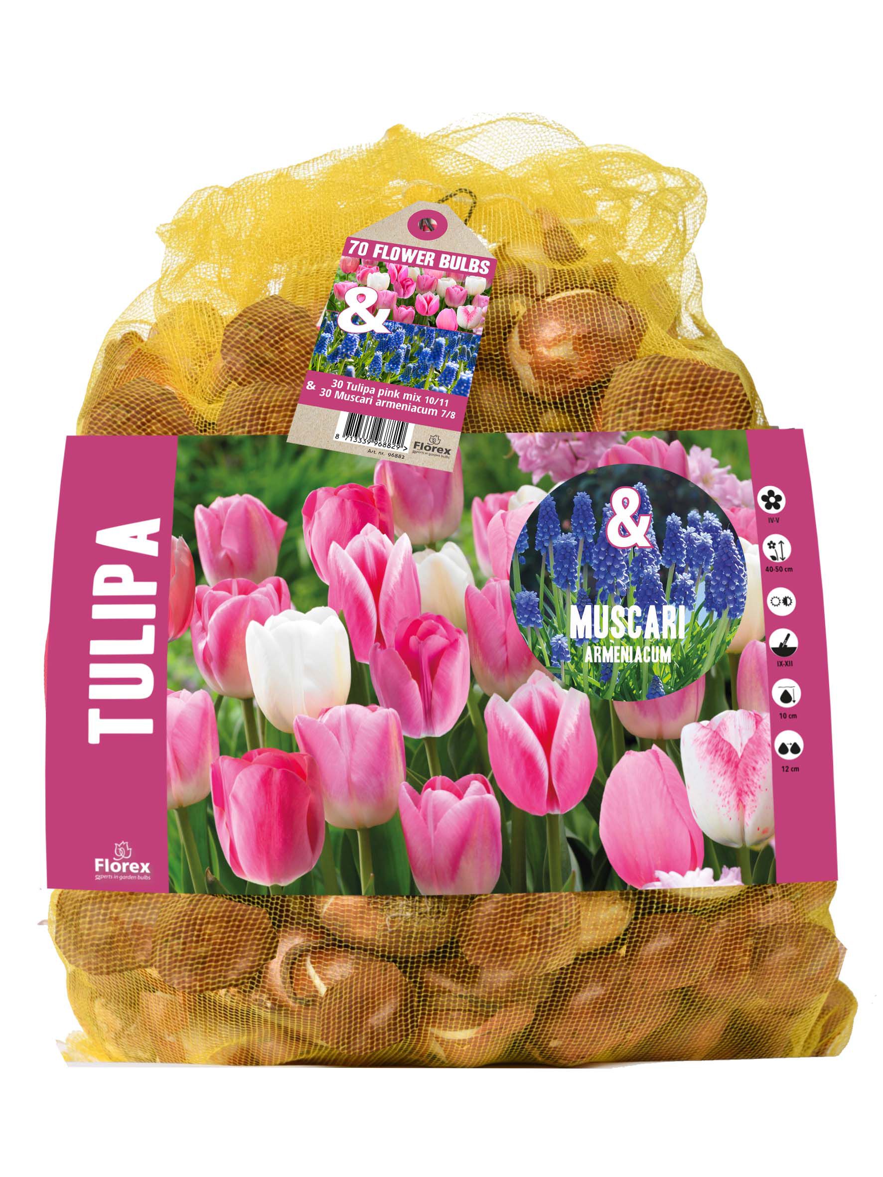 Florex Tulp - Blauwe druifjes- Bloembollen Florex Tulp - Blauwe druifjes- Bloembollen