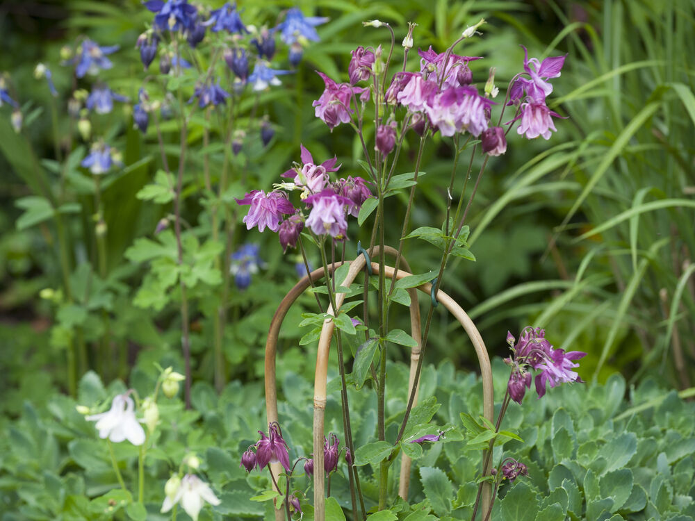 Nature - Gebogen Bamboestokken - 60x19x62 cm