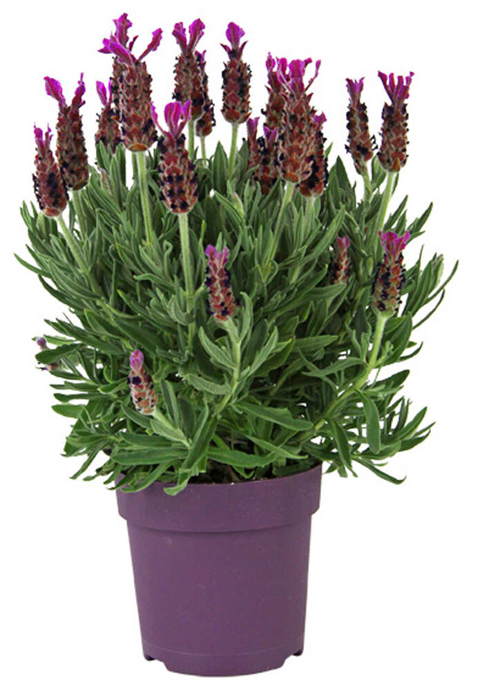 Lavendel Stoechas - Eenjarige planten - Paars Lavendel Stoechas - Eenjarige planten - Paars