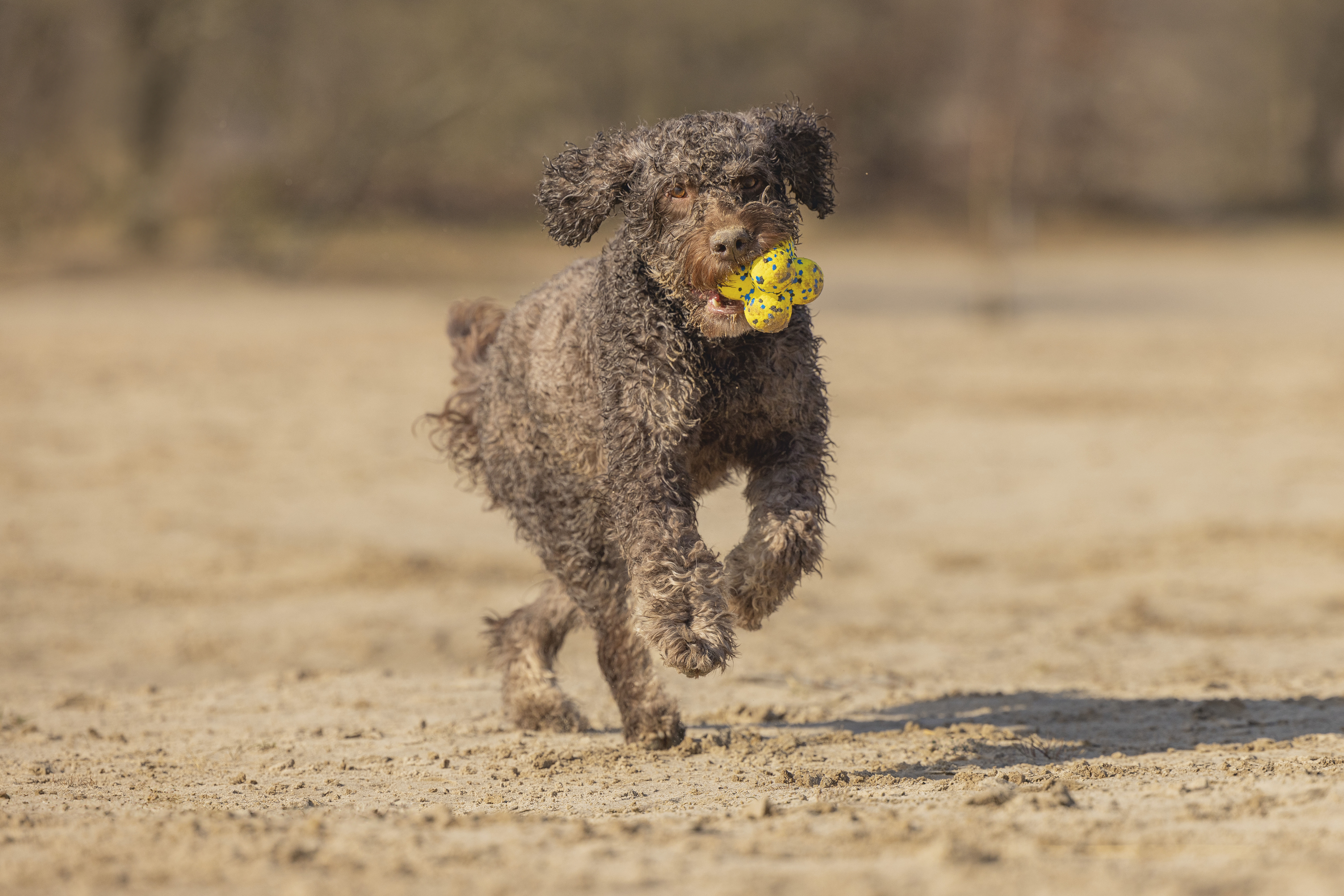 Beeztees Fetch Foam Atoom - Apporteren - Hondenspeelgoed 