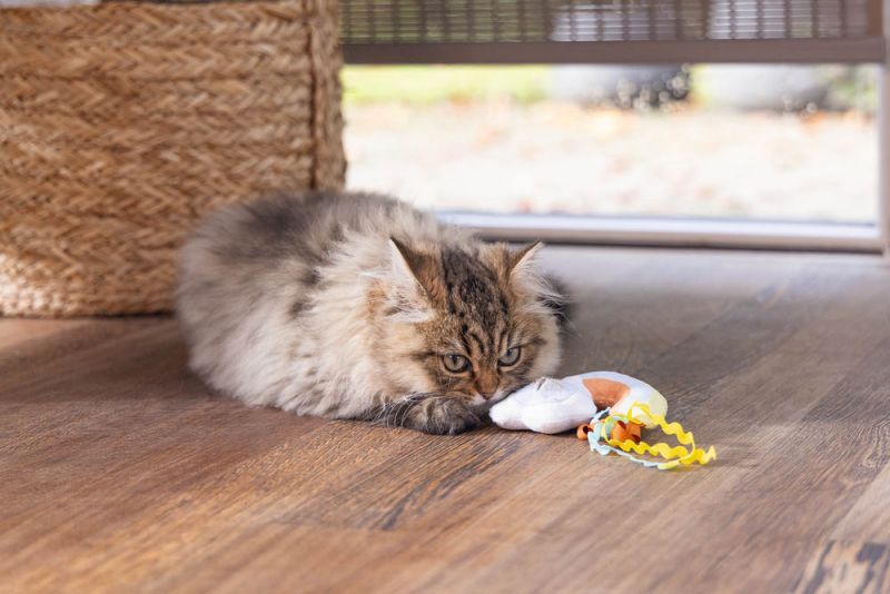 Beeztees Hide n Seek Iris - Kattenspeeltje - Multi