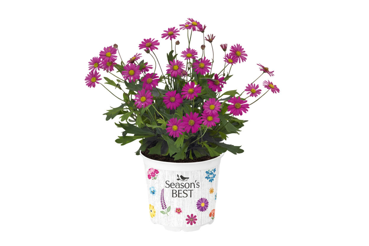 Seasonal Colours mix - Eenjarige planten - Diverse kleuren