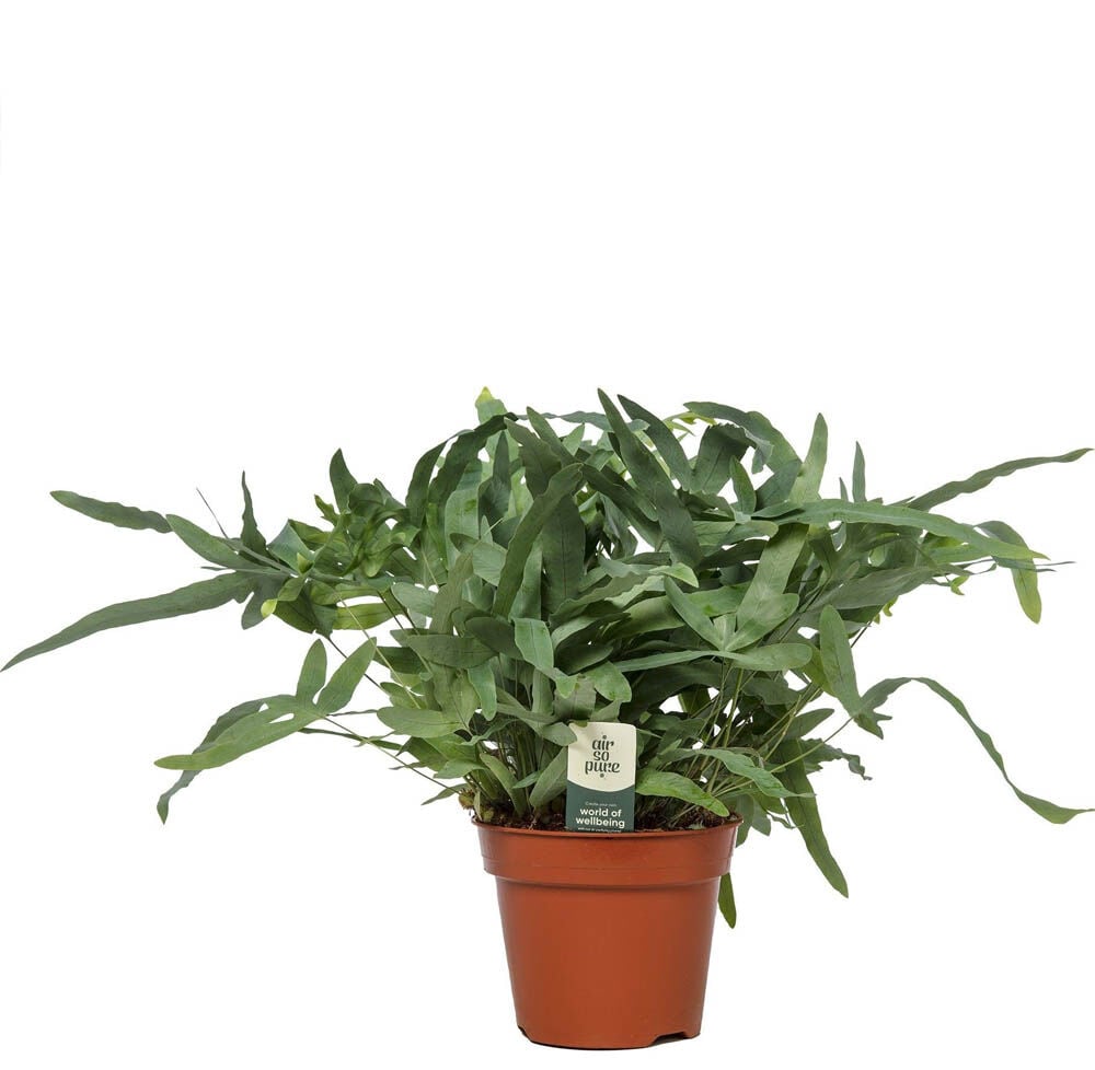 Varenmix - Kamerplant - 17 cm