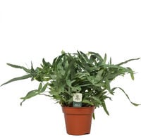 Varenmix - Kamerplant - 17 cm
