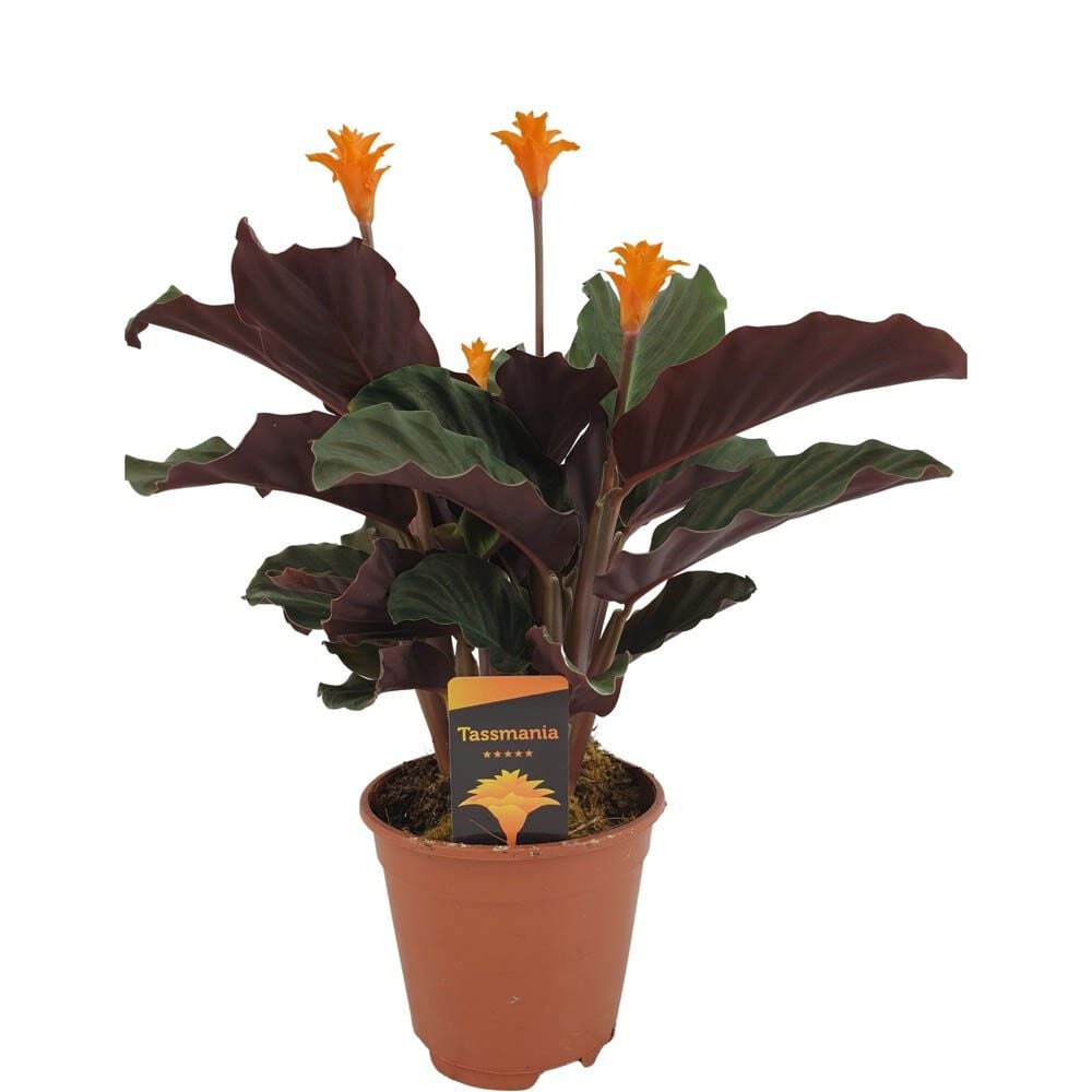 Calathea Crocata (gele calathea) - Kamerplant