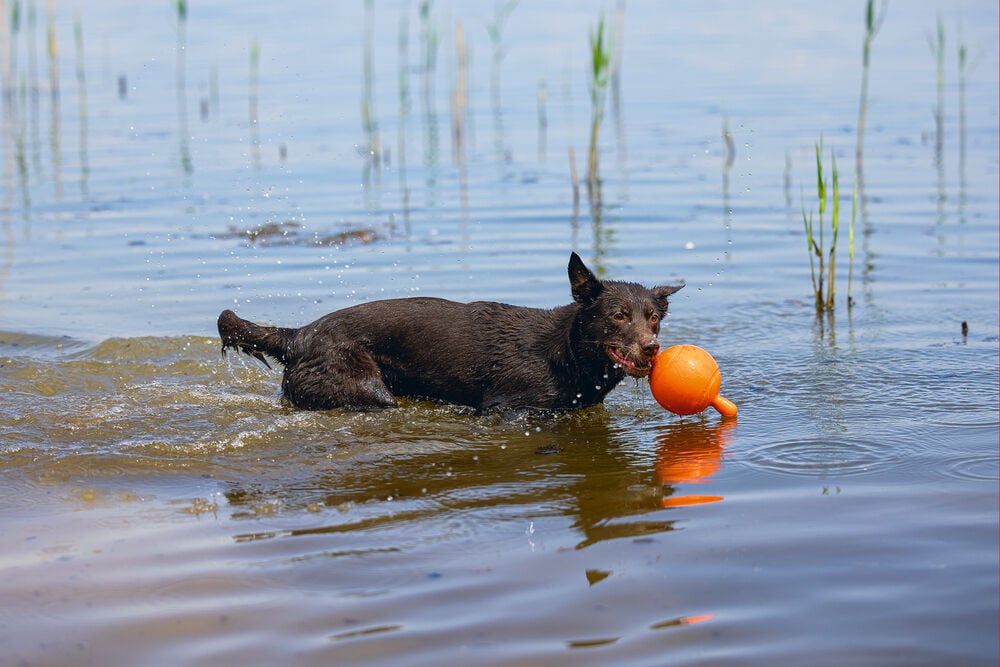 Beeztees Apportino Bal- Waterspeelgoed hond - oranje - 21.5x21.5x13 cm