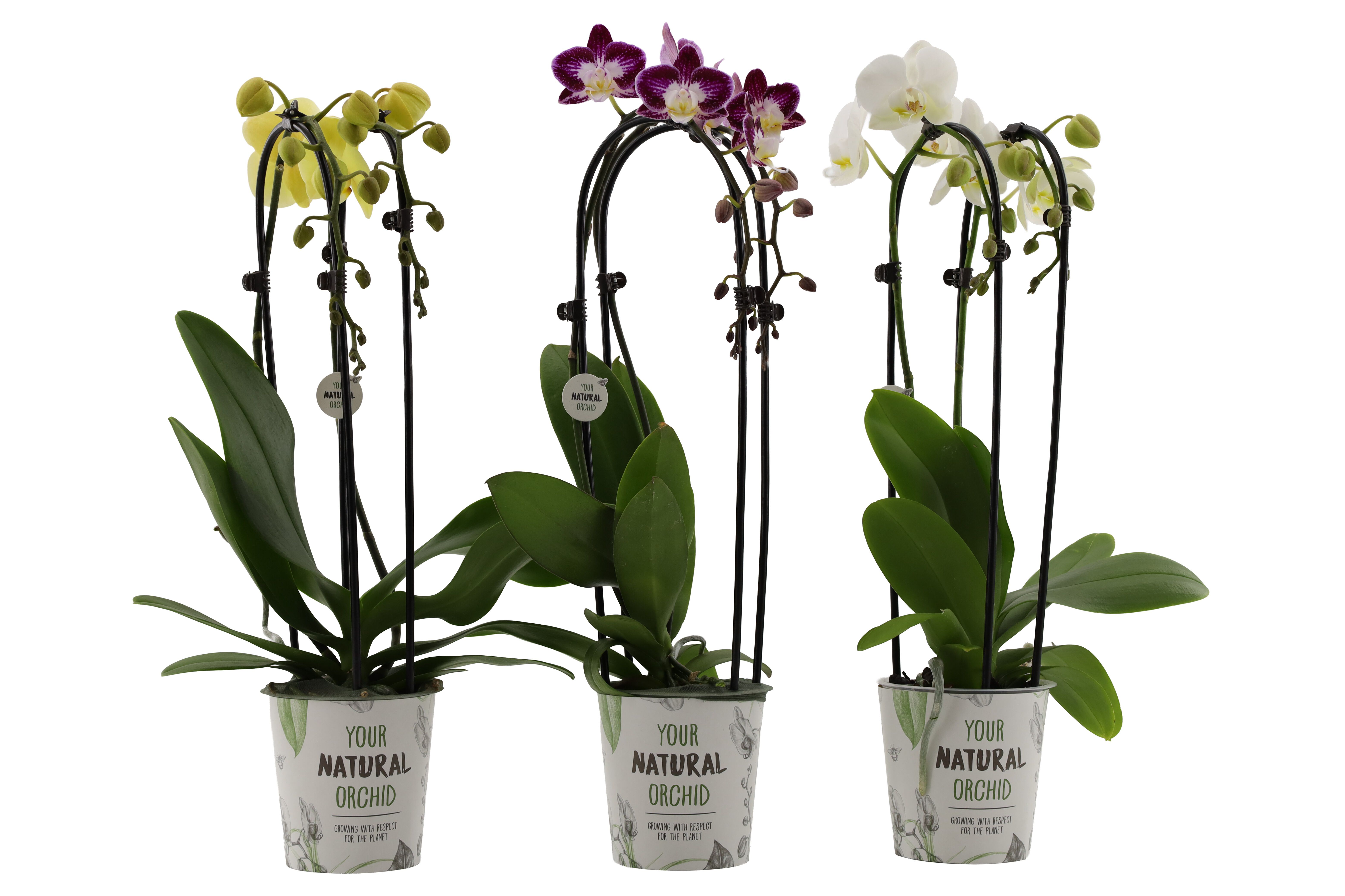 Phalaenopsis Cascade (vlinderorchidee) - Kamerplant - 12 cm Phalaenopsis Cascade (vlinderorchidee) - Kamerplant - 12 cm
