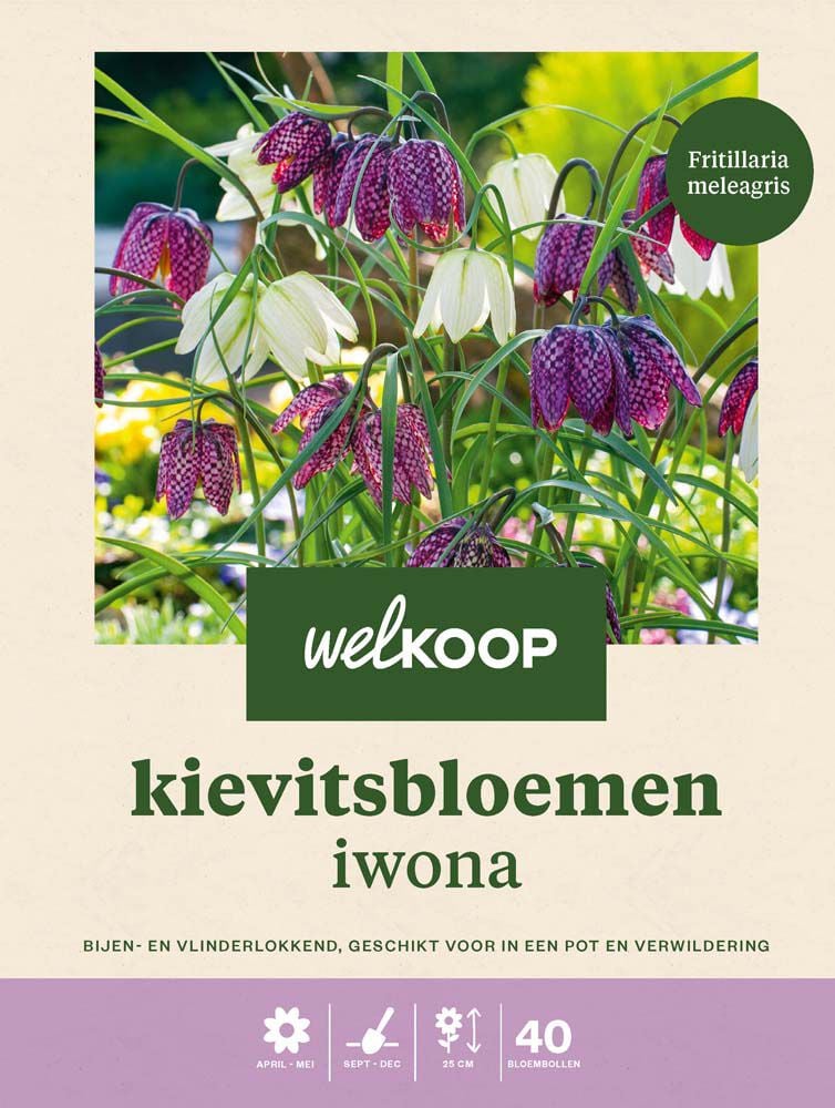 Welkoop Kievitsbloem Iwona - Bloembollen Welkoop Kievitsbloem Iwona - Bloembollen