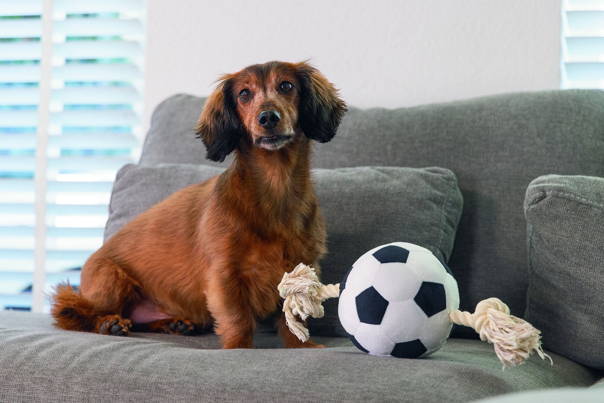 Beeztees Voetbal Pluche - Knuffels - Flostouw - Hondenspeelgoed
