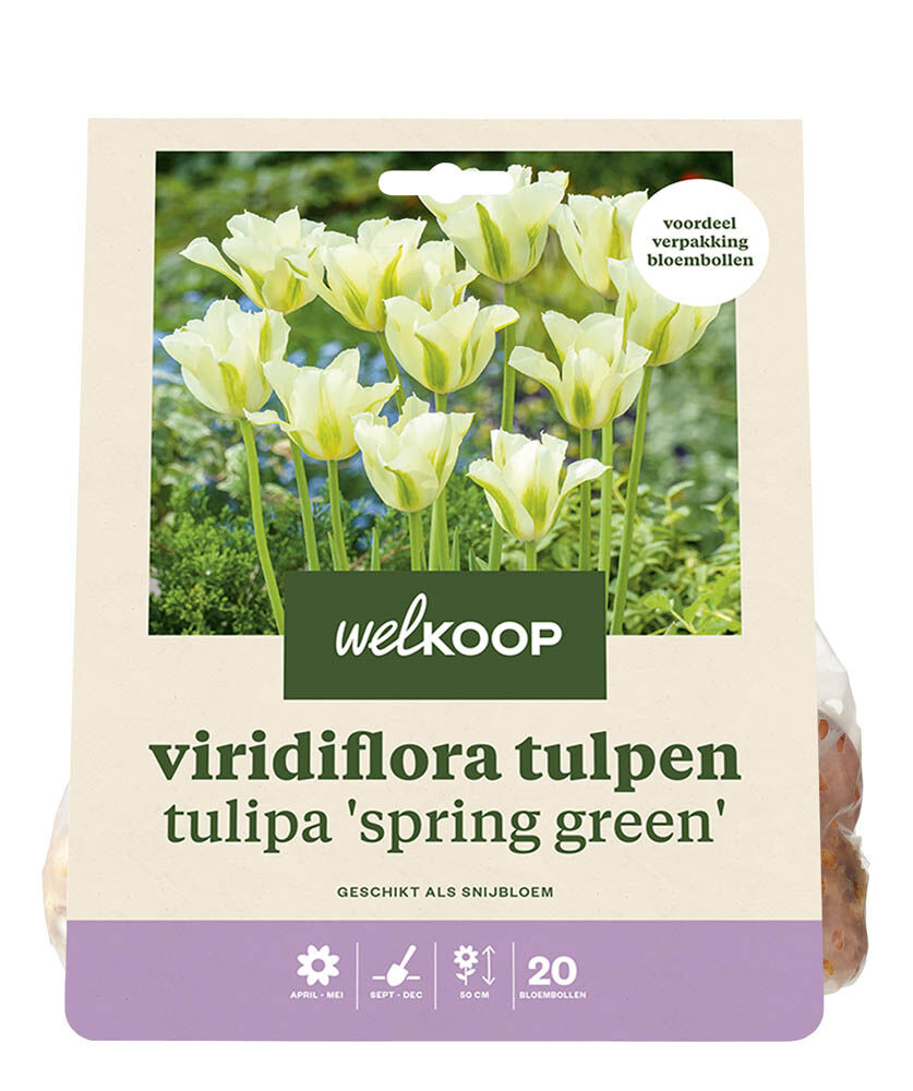 Welkoop Tulp Flo - Bloembollen