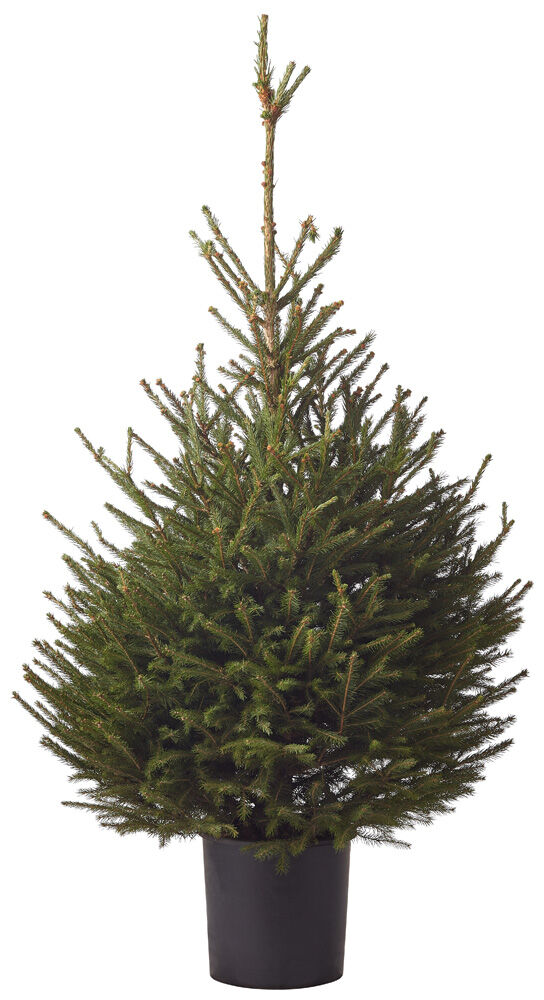 Fijnspar in pot - Kerstboom - 125 cm Fijnspar in pot - Kerstboom - 125 cm