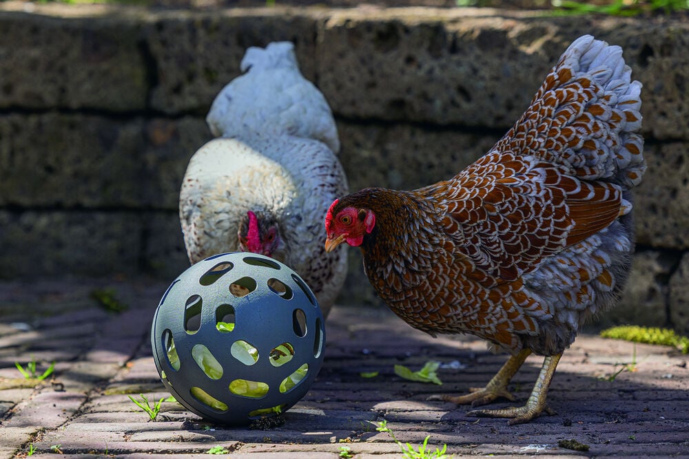 Beeztees Snackroller - Kippenvoerbak - Grijs Groen - 6.5x6.5x22.5 cm