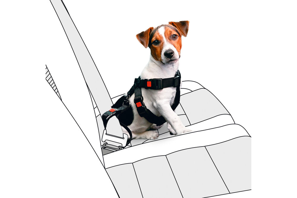Karlie - Autoharnas Hond