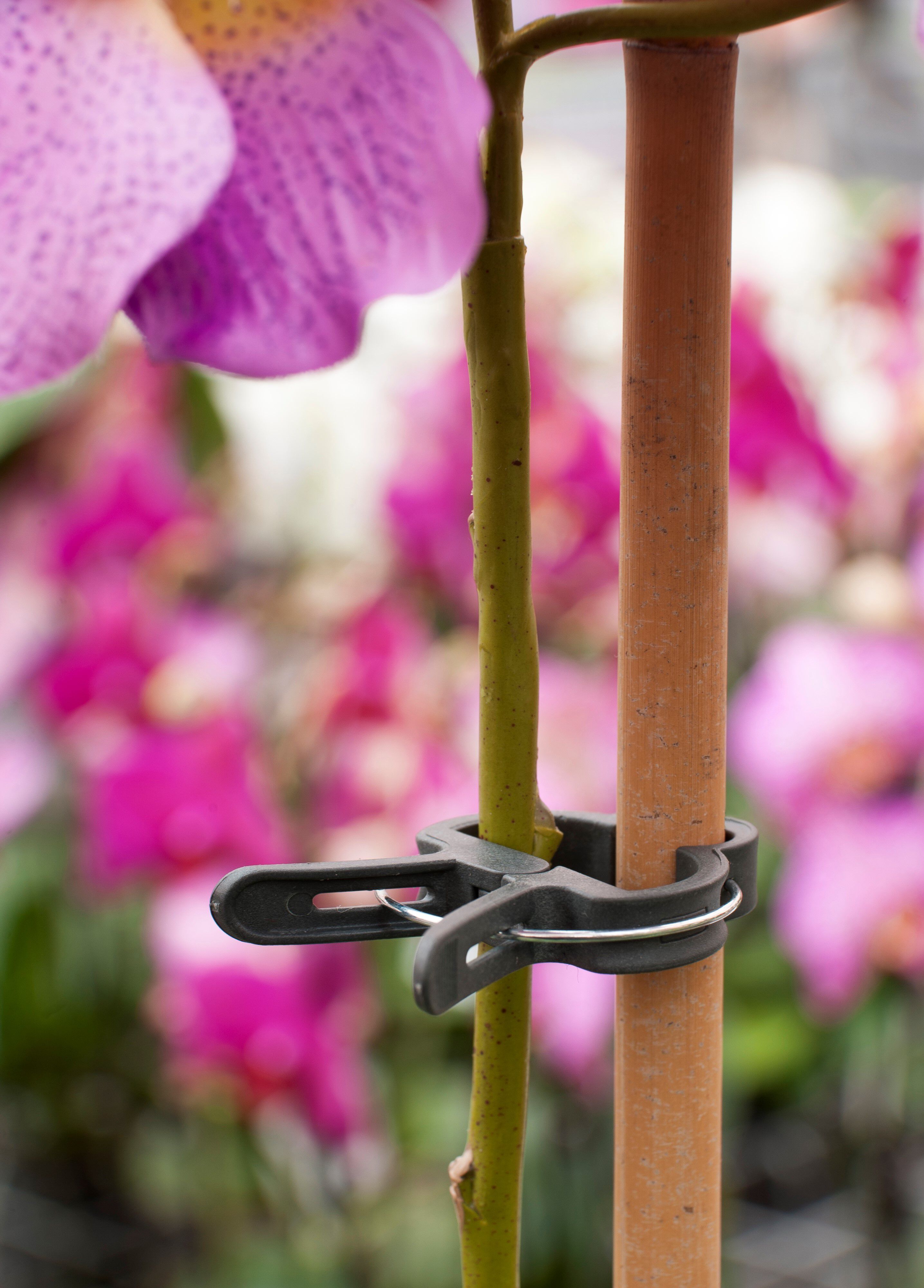 Nature Plantenclips 18mm - Klim- en Geleide Artikelen Nature Plantenclips 18mm - Klim- en Geleide Artikelen