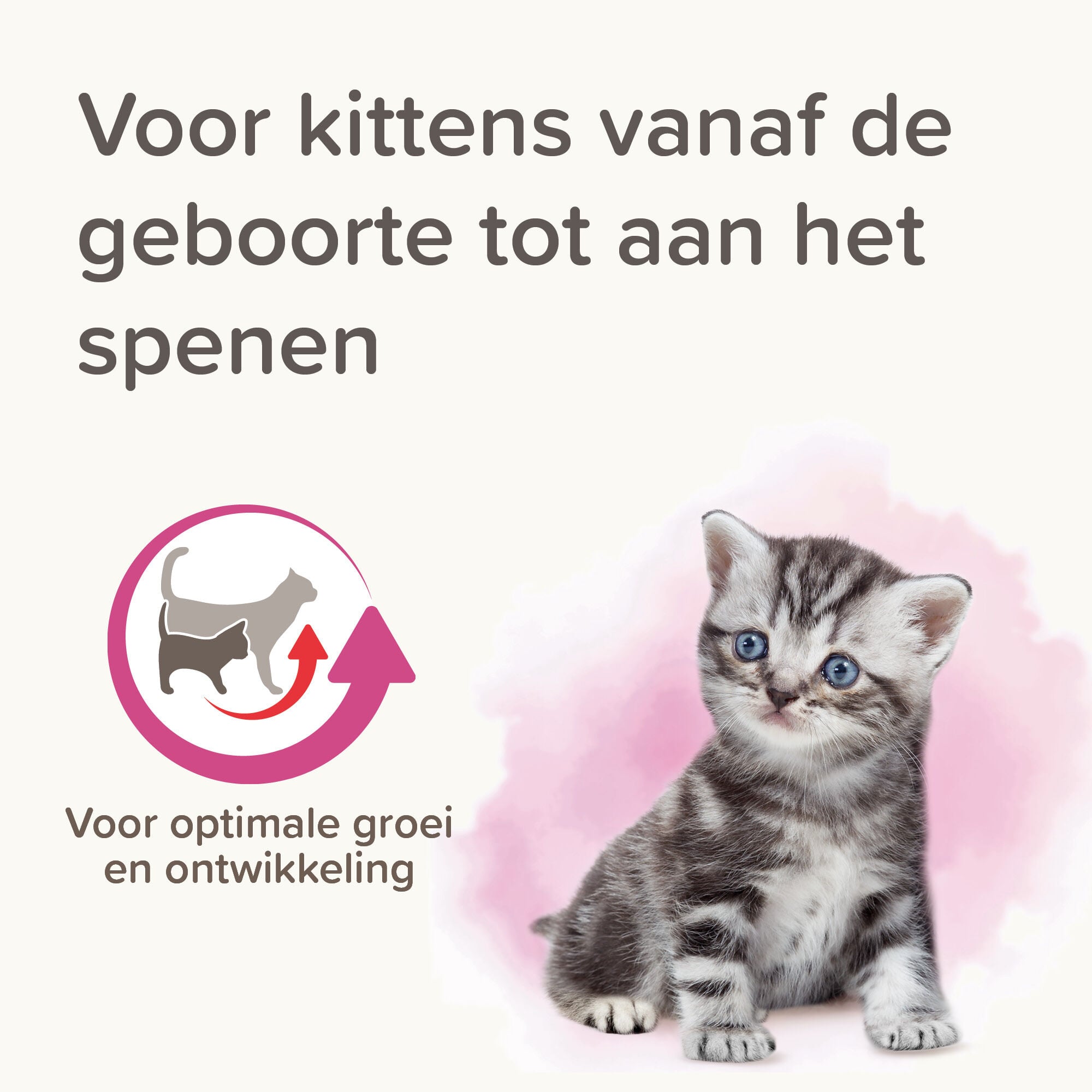 Beaphar Lactol - Kitty Milk - 250 Gram