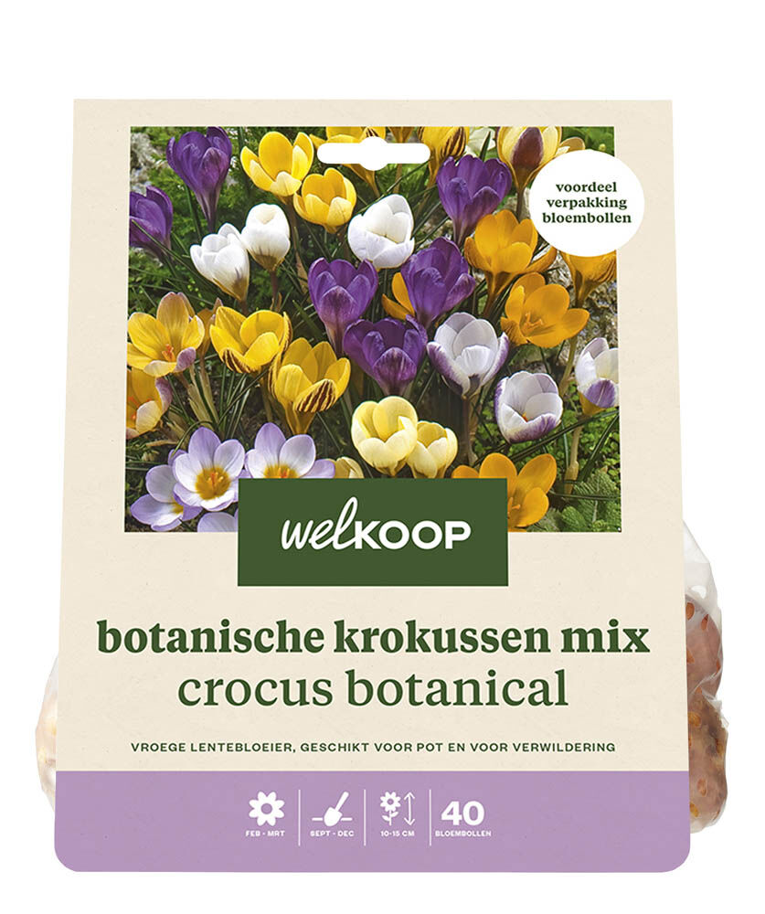 Welkoop Krokus Alinde - Bloembollen