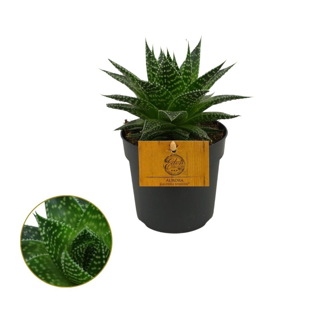 Gasteria Aurora - Kamerplant - 12 cm Gasteria Aurora - Kamerplant - 12 cm