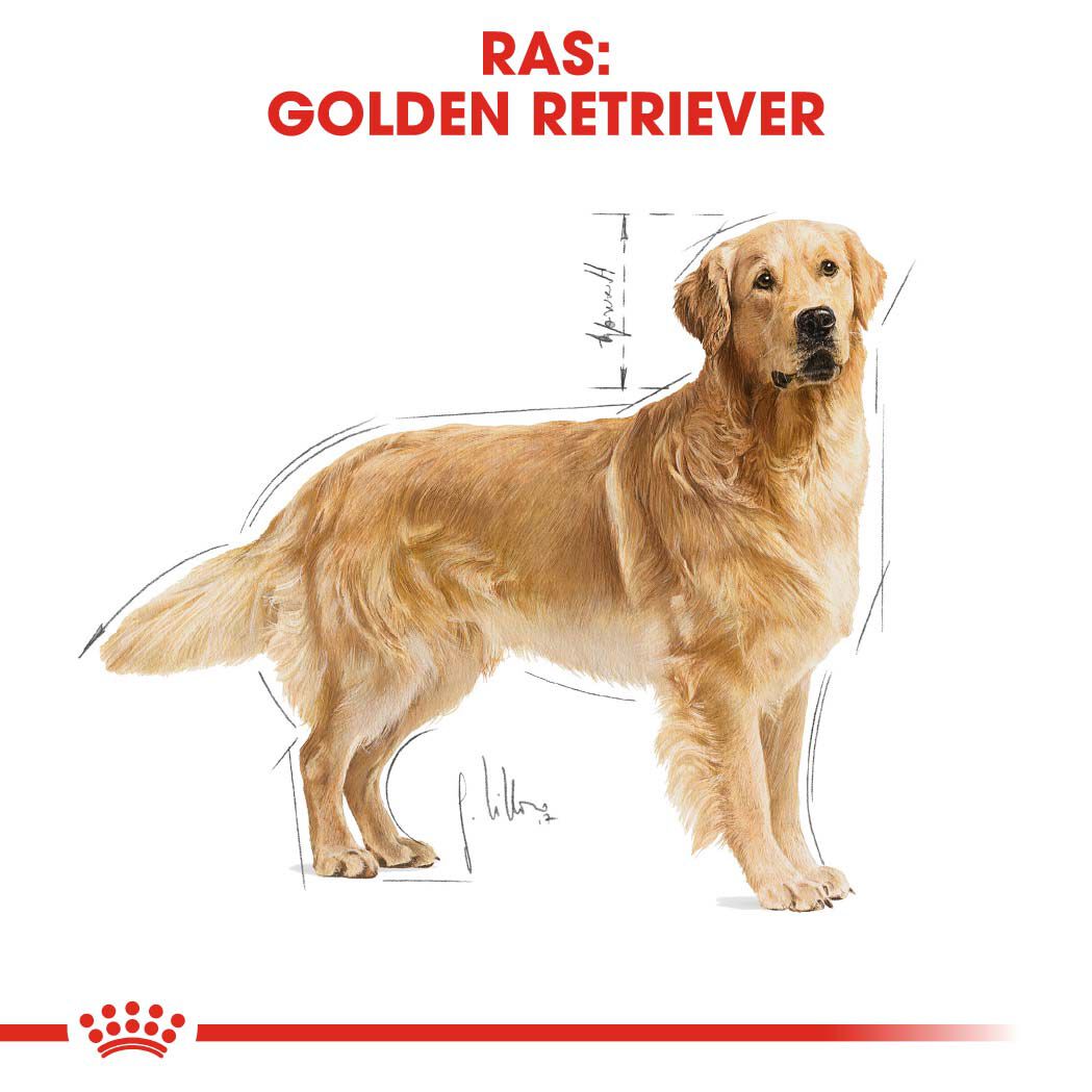 Royal Canin BHN Golden Retriever Adult - Hondenvoer - 12 Kilogram - gevogelte