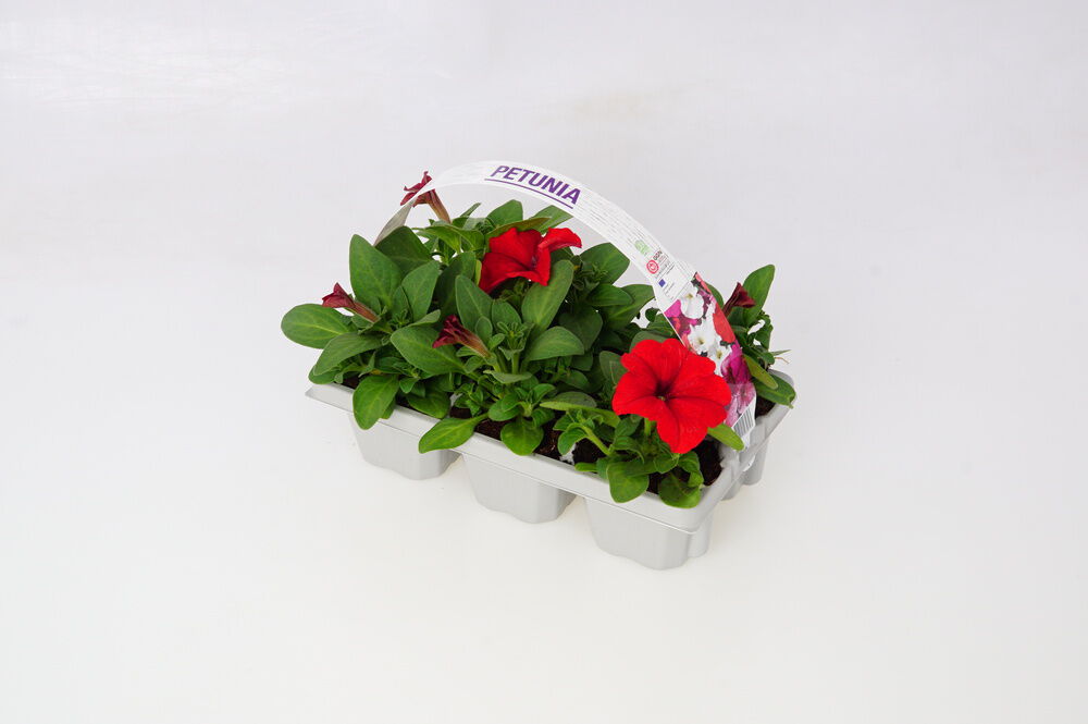 Perkplanten mix - Eenjarige planten - Diverse kleuren