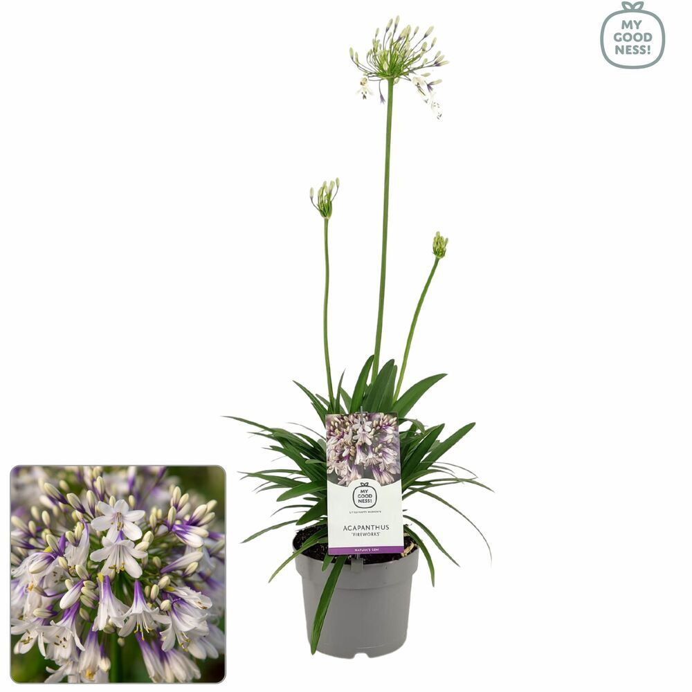 Agapanthus - Afrikaanse Lelie - Tuinplant - Diverse kleuren