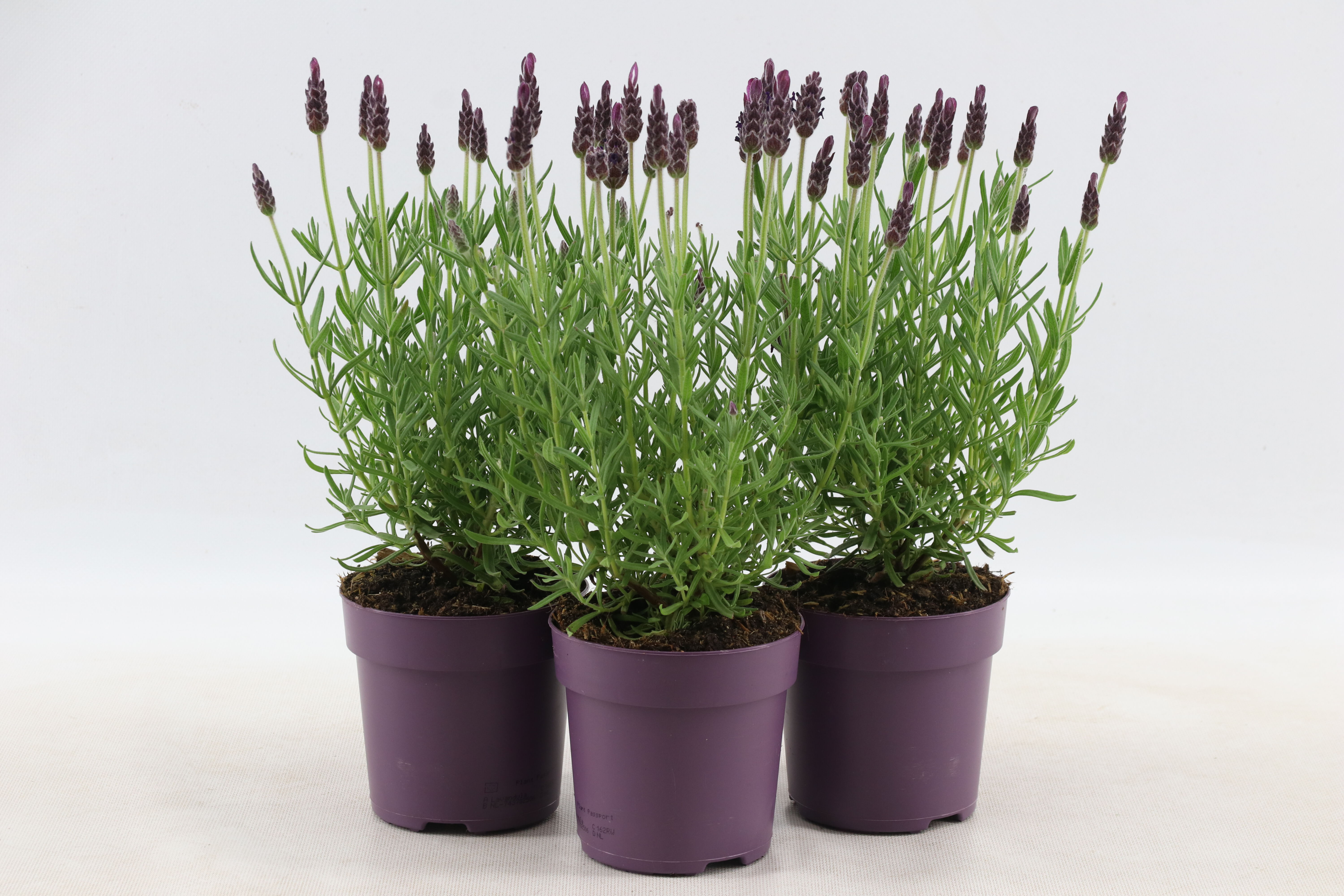 Lavendel Stoechas - Eenjarige planten
