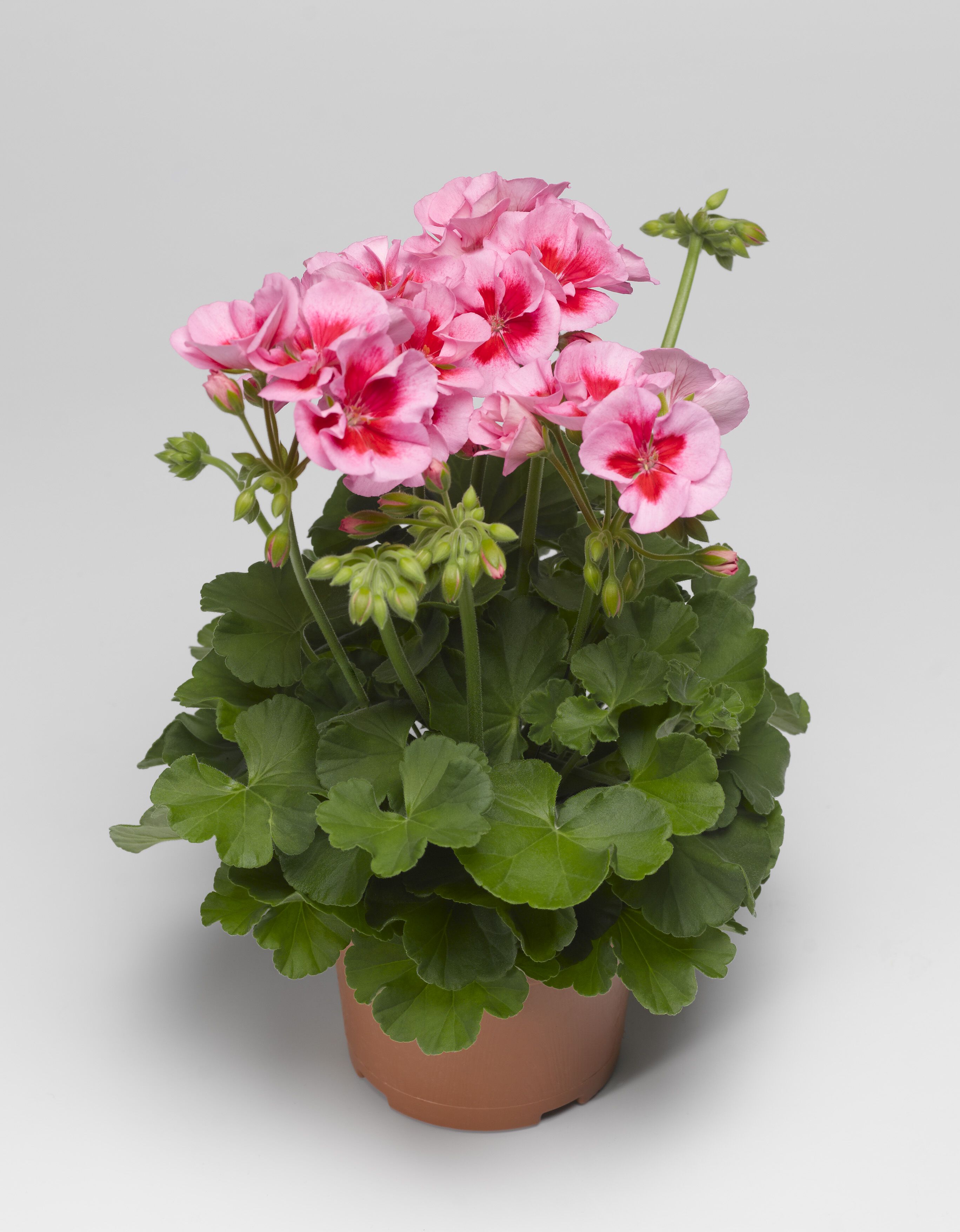 Geranium special - Eenjarige planten