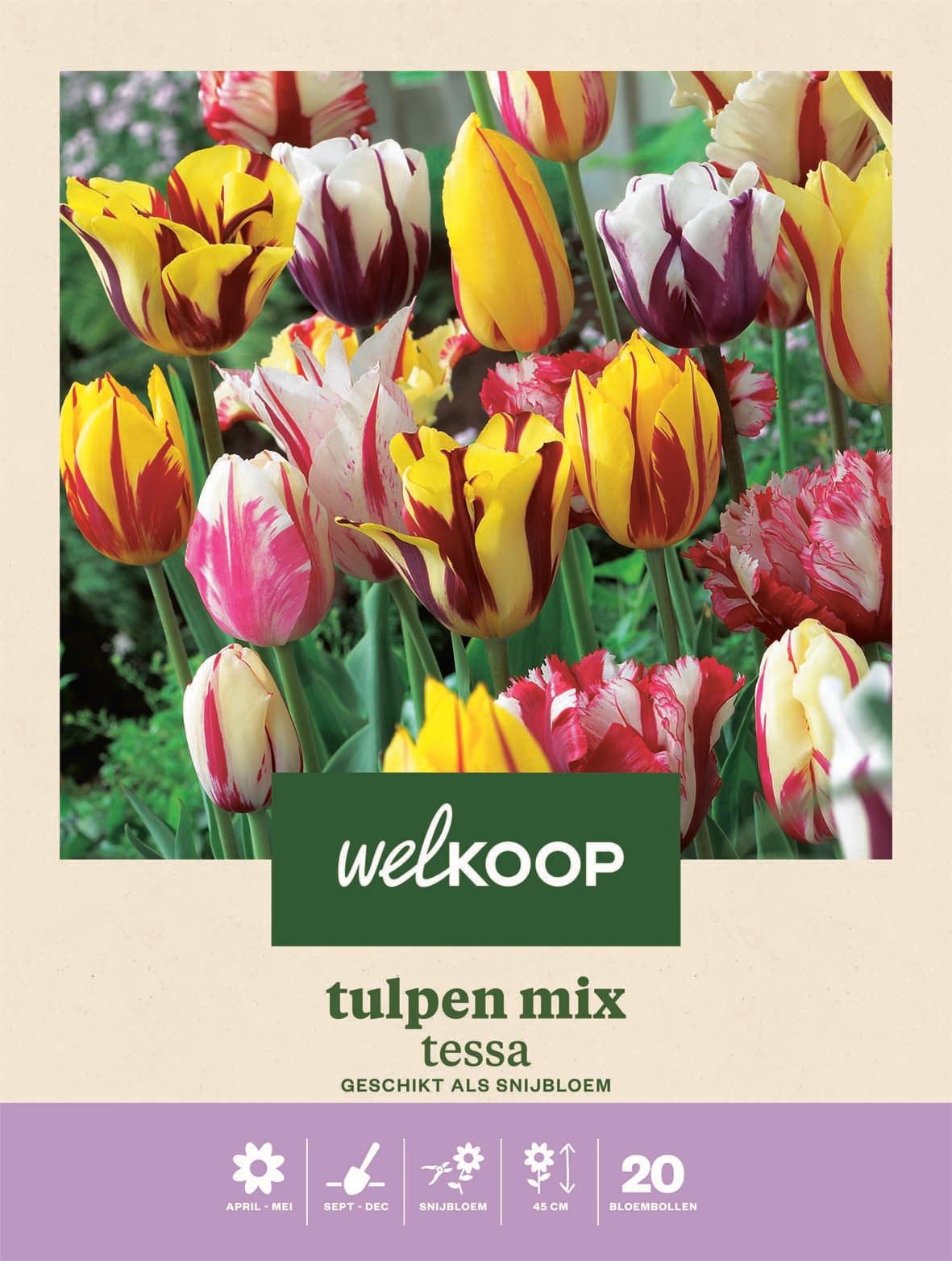 Welkoop Tulpen mix Tessa - Bloembollen