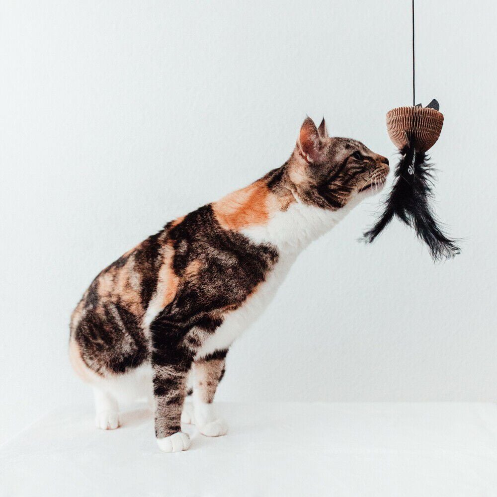 District 70 BAIT - Kattenhengel - Zwart