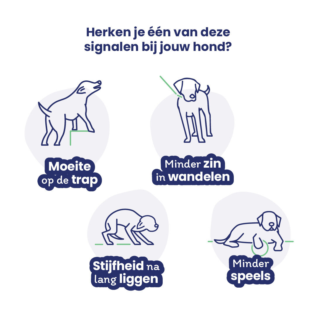 Flexadin Advanced Boswellia - Gewrichten Hond - 60 Stuks - Vlees