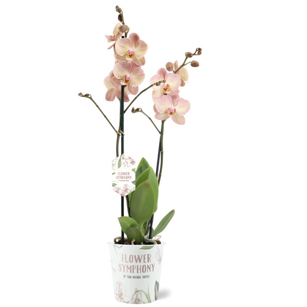 Orchidee (Phalaenopsis Flower Symphonie) - Kamerplant Orchidee (Phalaenopsis Flower Symphonie) - Kamerplant