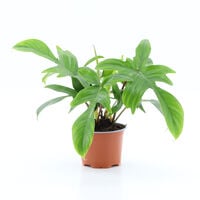 Philodendron - Kamerplant - 12 cm