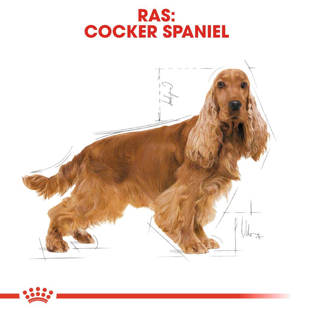 Royal Canin Cocker Spaniel Adult - Hondenvoer - 12 Kilogram - gevogelte