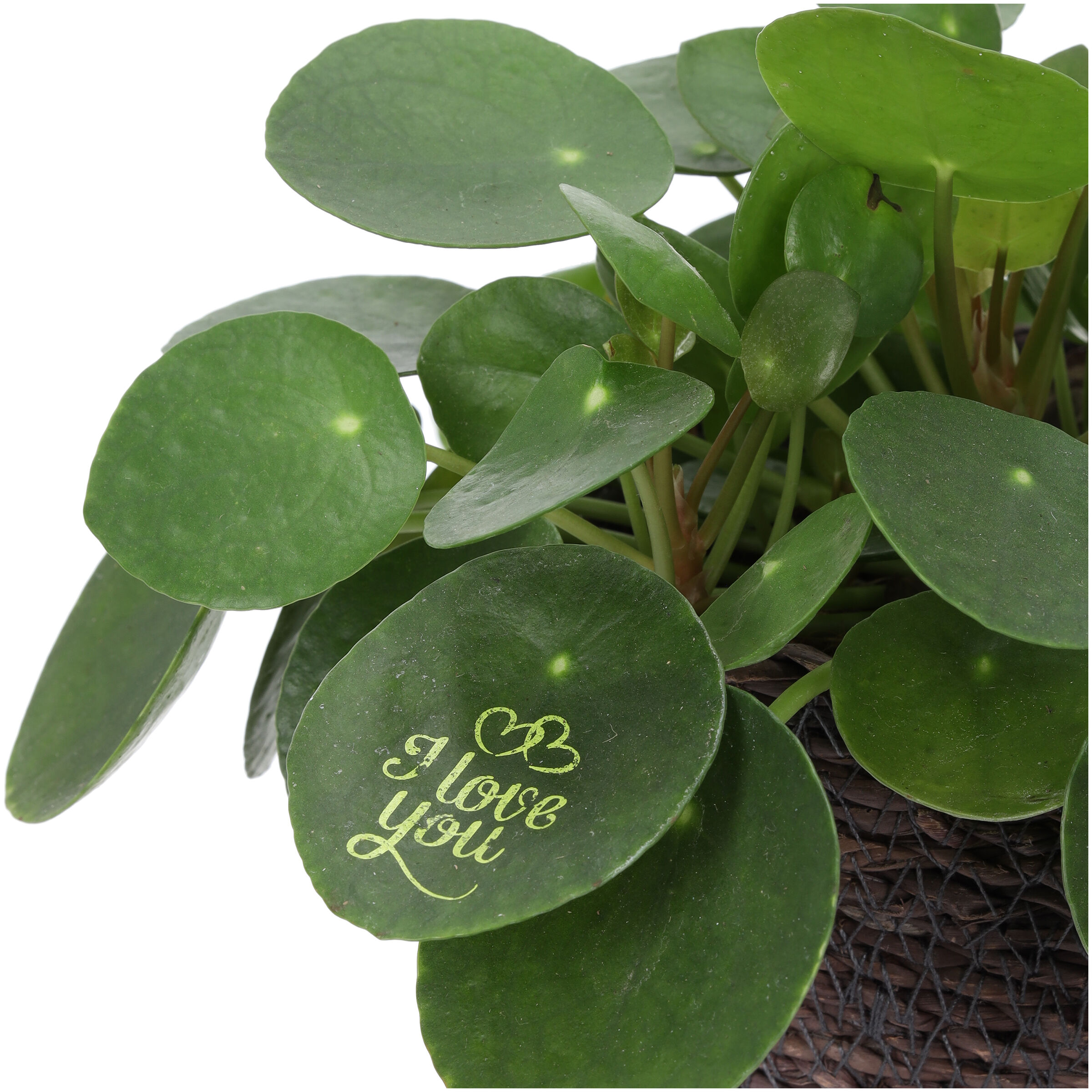 Pilea in Mand - Kamerplant - 12 cm