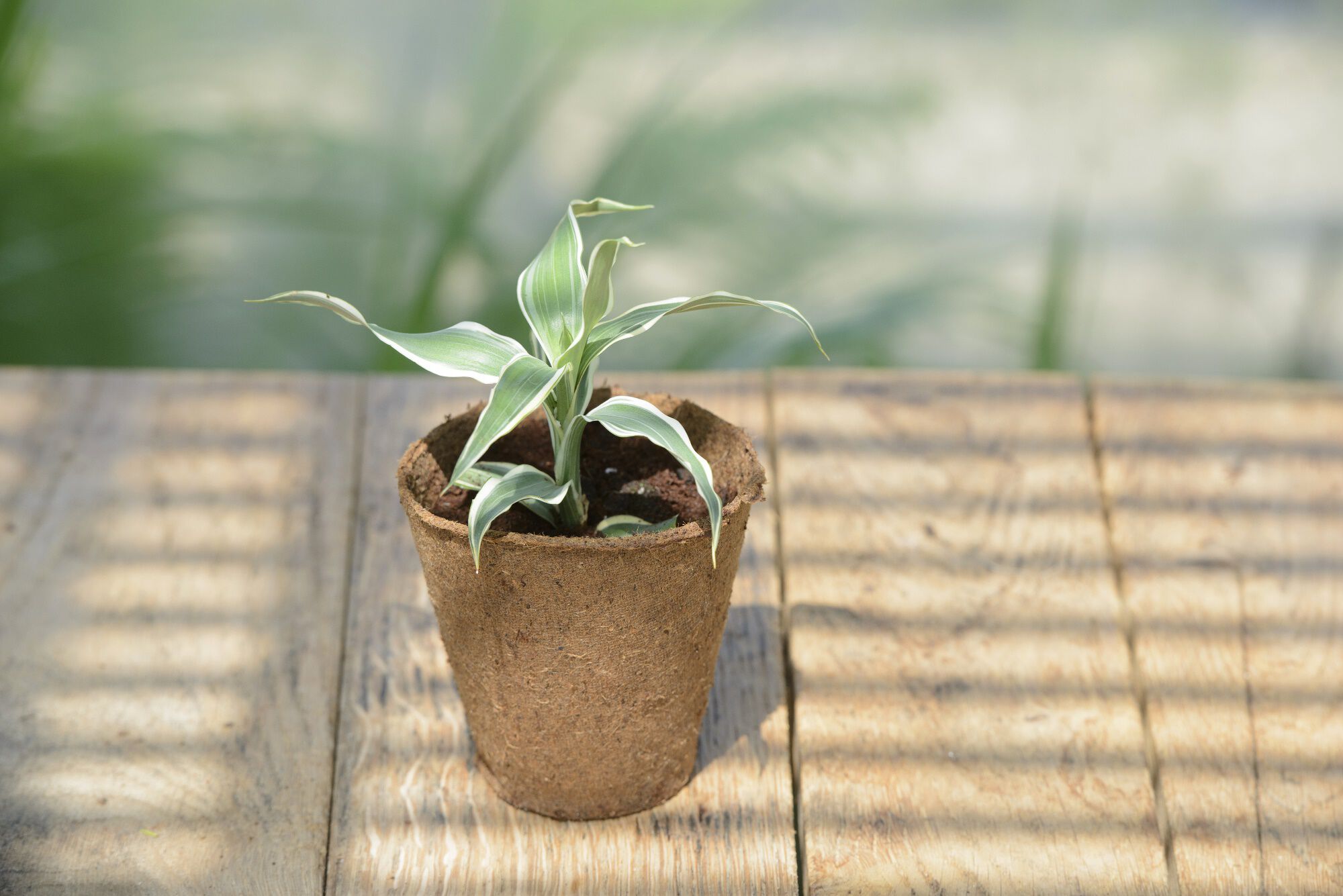 Nature Pot met tablet - Kweekpotten - 11x8.7x8 cm