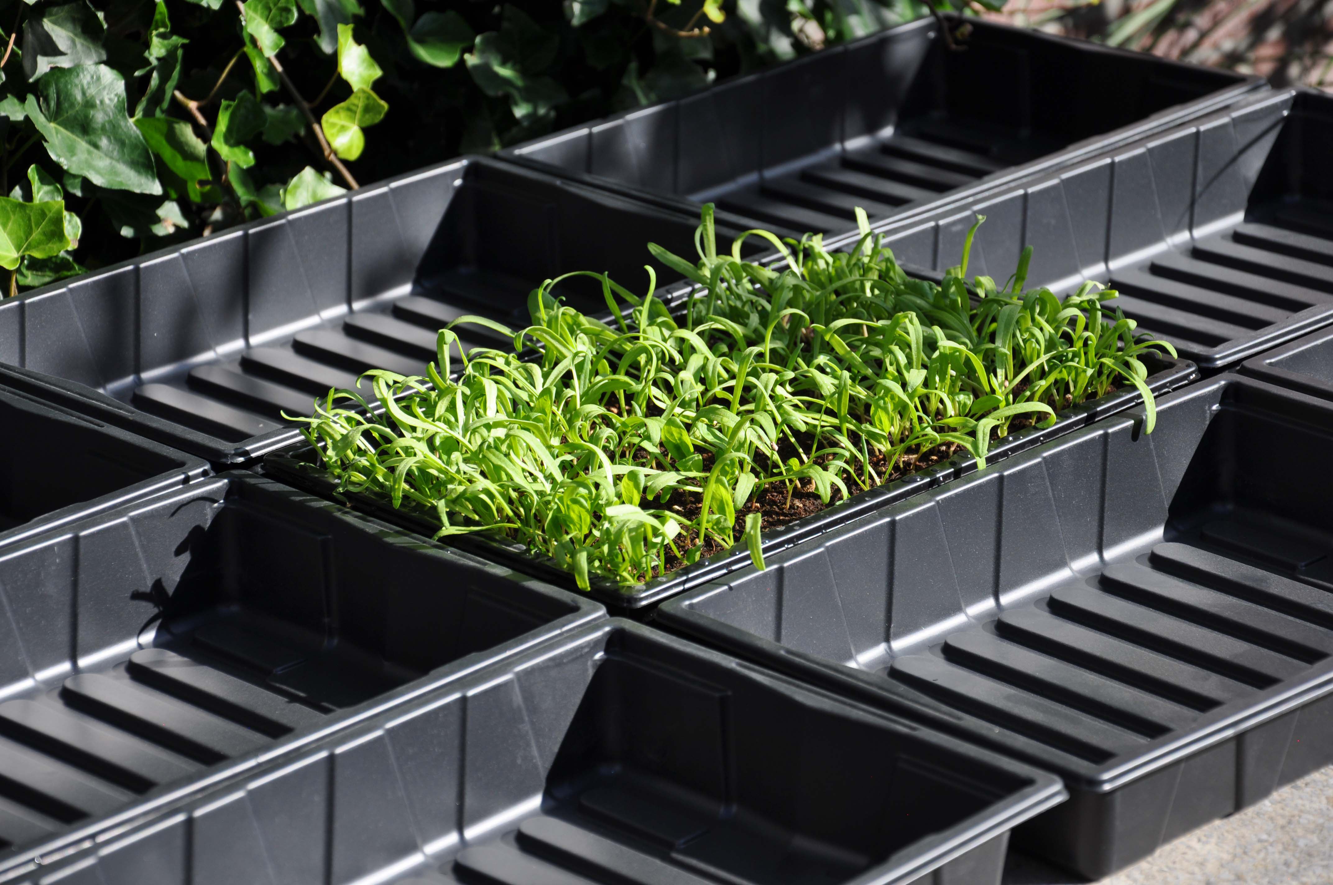 SLIM KWEKEN Zaaibak 'seed tray' 12 stuks - Kas accessoires