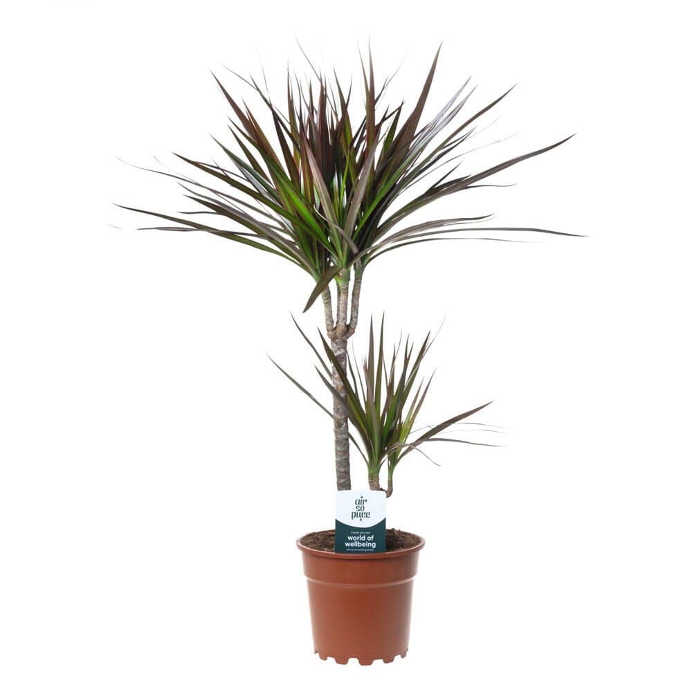 Drakenbloedboom (Dracaena) Mix - Kamerplant Drakenbloedboom (Dracaena) Mix - Kamerplant
