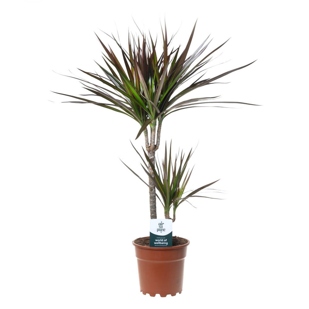 Drakenbloedboom (Dracaena) Mix - Kamerplant - 17 cm