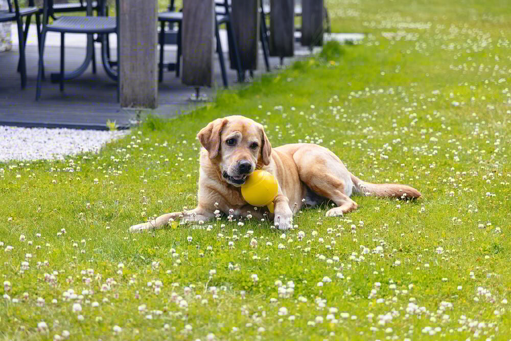 Beeztees Apporteerbal - Hondenspeelgoed - Geel - 21.5x21.5x13 cm