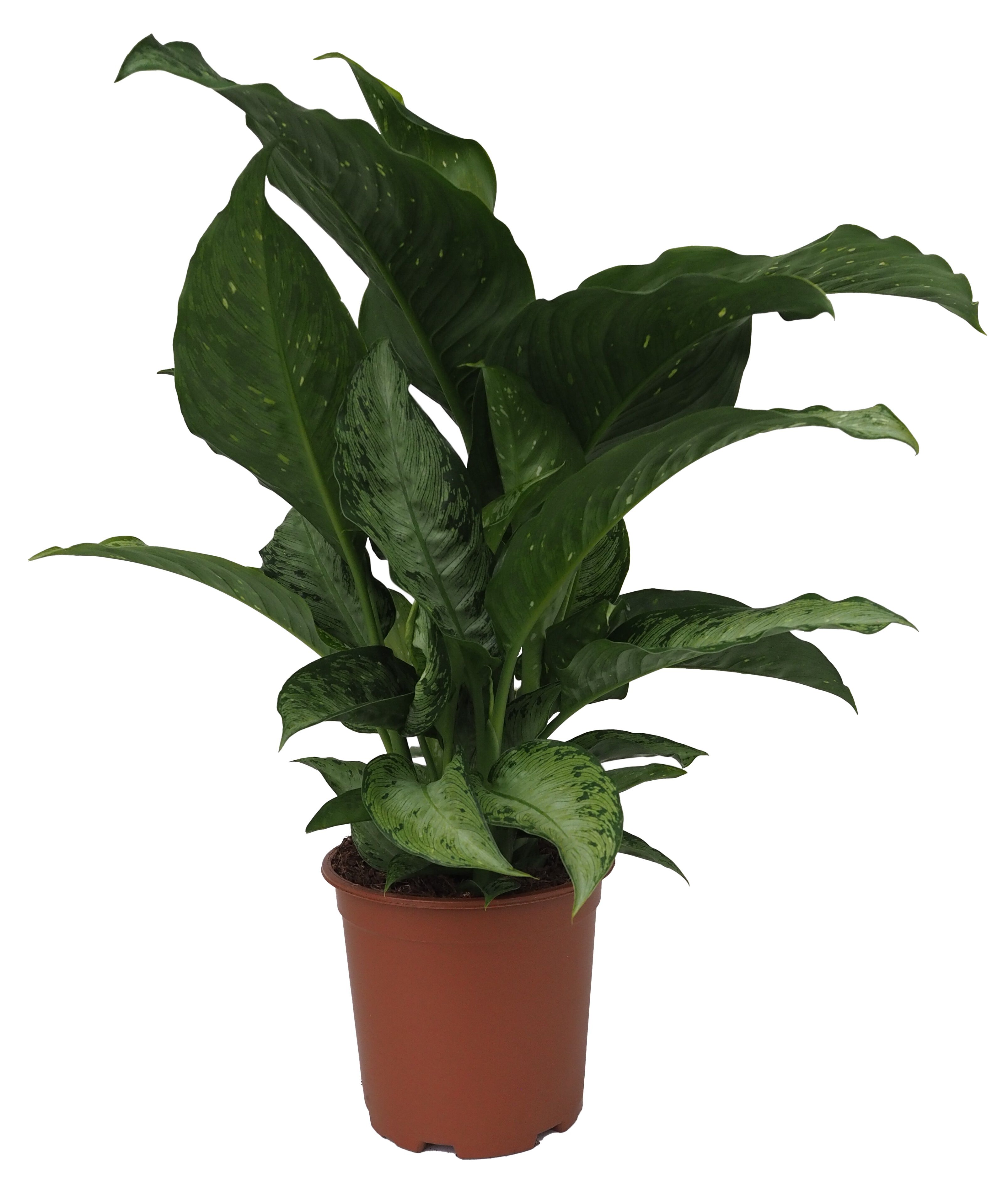Dieffenbachia Excellent - Kamerplant
