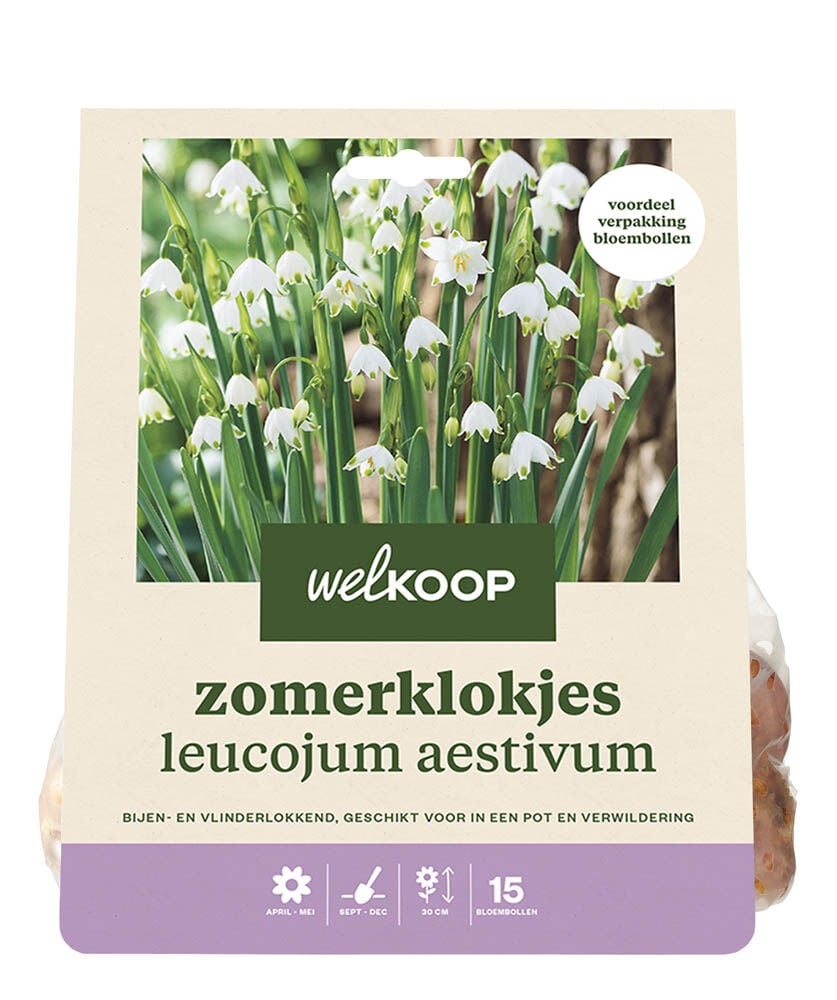 Welkoop Zomerklokjes Flore - Bloembollen